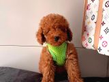 Orji̇nal Poodle Yavrular