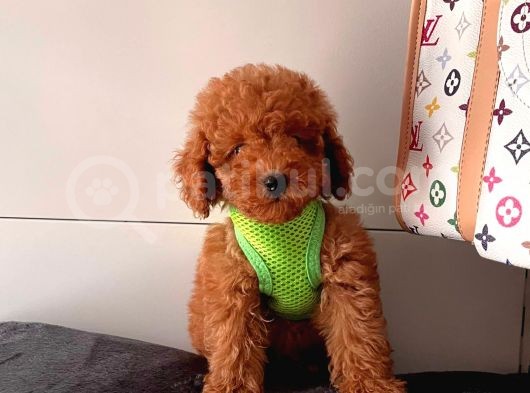 Orji̇nal Poodle Yavrular görsel