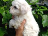 Maltese Üst Kali̇te Di̇şi̇ Bebekler