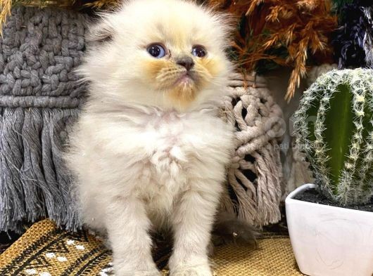 Idda Ediyoruz Bu Kadar Guzel Longhair Bluepoint Scottish Yok görsel
