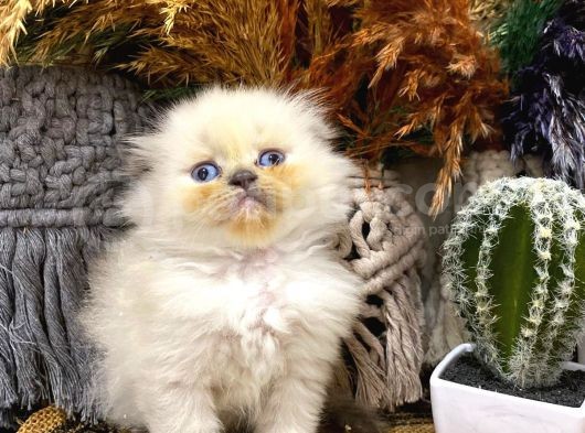 Idda Ediyoruz Bu Kadar Guzel Longhair Bluepoint Scottish Yok görsel