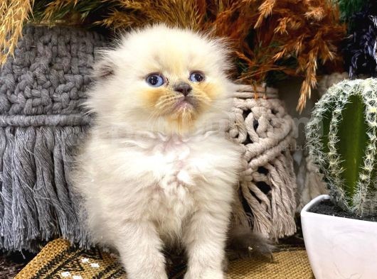 Idda Ediyoruz Bu Kadar Guzel Longhair Bluepoint Scottish Yok görsel
