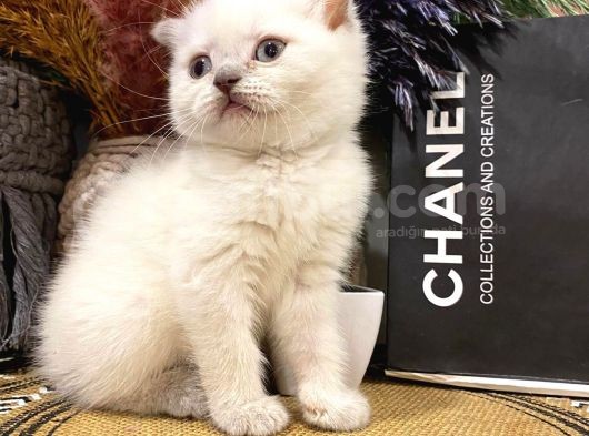 Koca Kafa Kalin Pati̇  Bluepoi̇nt Scotti̇sh Fold Bebeklerimiz görsel