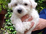 Kar Beyaz Maltese Bebekler