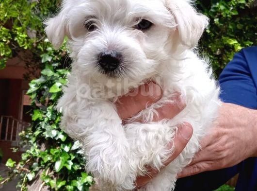 Kar Beyaz Maltese Bebekler görsel