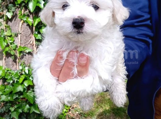 Kar Beyaz Maltese Bebekler görsel