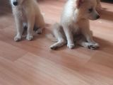 Sevimli Spitz Bebekler