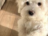Kar Beyaz Maltese Bebekler