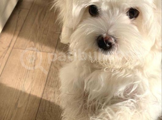 Kar Beyaz Maltese Bebekler görsel