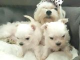 Kar Beyaz Maltese Bebekler