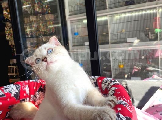Aşilari Tam Scottish Fold Short Hair Yavrumuz görsel