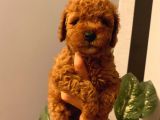 Mükemmel Kalitede Toypoodle Bebekler
