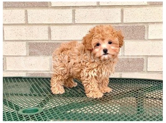 Maltipoo Tüy Dökmez Doğru Jenerasyon Orjinal Garantili Her Renk