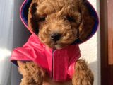 Karamelll.toypoodle ‘In Bebekleri