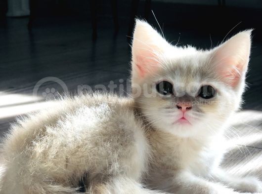 British Shorthair görsel