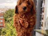 Karamelll.toypoodle ‘In Bebekleri