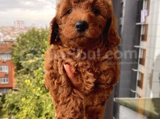 Karamelll.toypoodle ‘In Bebekleri görsel