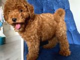 Mükemmel Kalitede ToyPoodle Bebekler