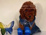 Karamelll.toypoodle ‘In Bebekleri
