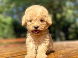 Sevi̇mli̇ Poodle Bebekleri̇mi̇z