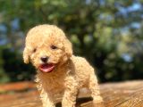 Sevi̇mli̇ Poodle Bebekleri̇mi̇z