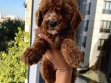 Karamelll.toypoodle ‘In Bebekleri