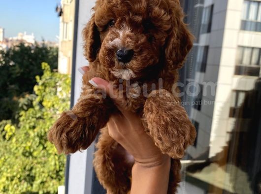 Karamelll.toypoodle ‘In Bebekleri görsel