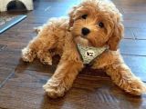 Maltipoo Tüy Dökmez Doğru Jenerasyon Orjinal Garantili Her Renk