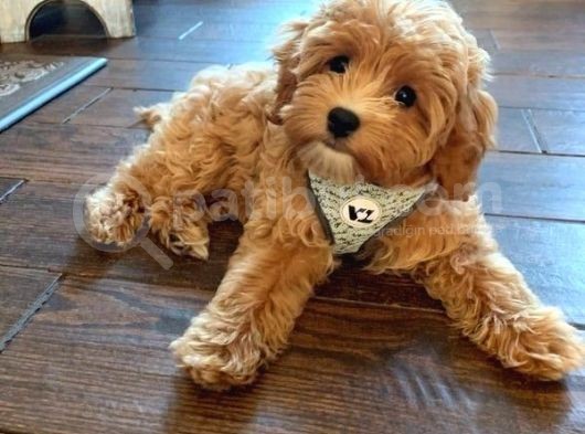 Maltipoo Tüy Dökmez Doğru Jenerasyon Orjinal Garantili Her Renk görsel