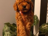 Sağlık Ve Ömür Boyu Irk Garantili Poodle Yavrular