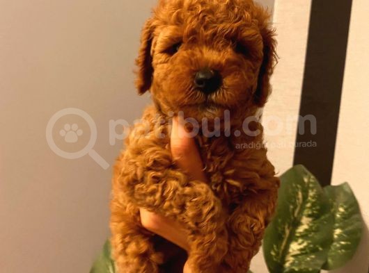 Sağlık Ve Ömür Boyu Irk Garantili Poodle Yavrular görsel