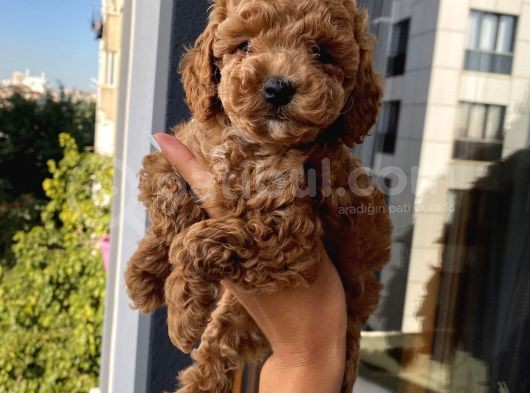 Mükemmel Kalitede Toypoodle Bebekler görsel