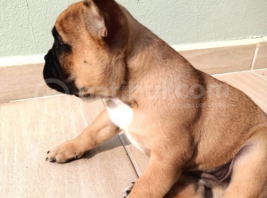France Buldog Bebekler görsel