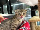 A+ Kali̇te Scottish Fold Golden Tabby