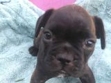 French Bulldog Yavrularimiz Yeni Ailelerini Bekliyor