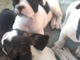 French Bulldog Yavrularimiz Yeni Ailelerini Bekliyor