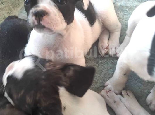 French Bulldog Yavrularimiz Yeni Ailelerini Bekliyor görsel
