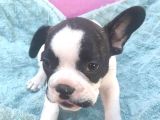 French Bulldog Yavrularimiz Yeni Ailelerini Bekliyor
