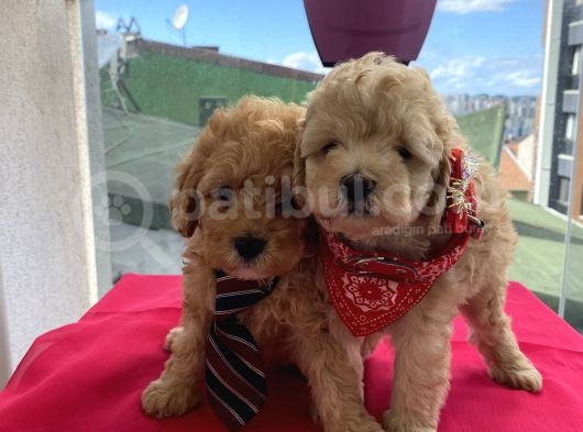 Sağlık Ve Ömür Boyu Irk Garantili Toypoodle Bebişler