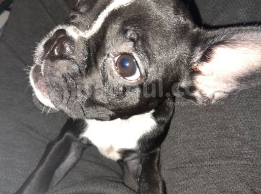 French Bulldog  Mama Tasma Ve Mama Taşları Yanında Verilcektir görsel