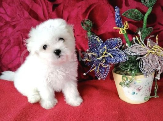 Sevimli Maltese Mini Boy Yavrular