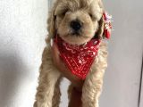 Sağlık Ve Ömür Boyu Irk Garantili Toypoodle Bebişler