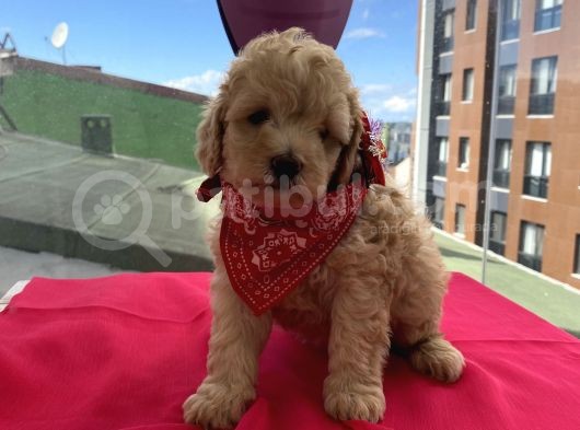 Ev Ortamında Büyüyen Toypoodle Bebekler görsel
