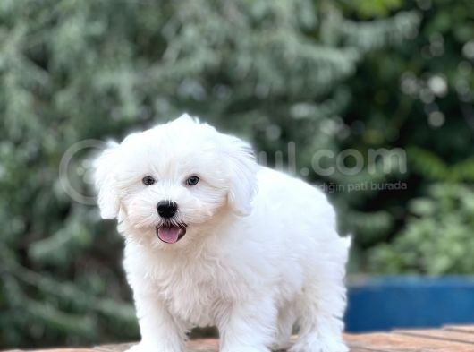 Show Kalite Maltese Terier Bebekler görsel