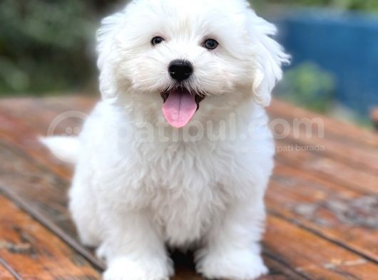 Show Kalite Maltese Terier Bebekler