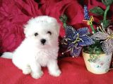 Sevimli Maltese Mini Boy Yavrular
