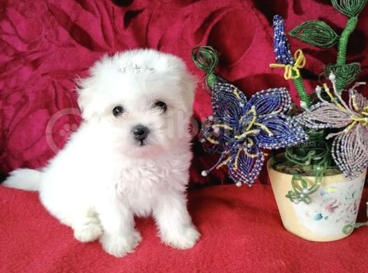 Sevimli Maltese Mini Boy Yavrular görsel