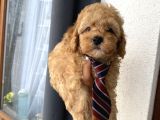 Sağlık Ve Ömür Boyu Irk Garantili Toypoodle Bebişler