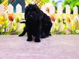 Ruhsatli Üreti̇m Çi̇ftli̇ği̇nden Toy Poodle Yavrular