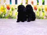 Ruhsatli Üreti̇m Çi̇ftli̇ği̇nden Toy Poodle Yavrular